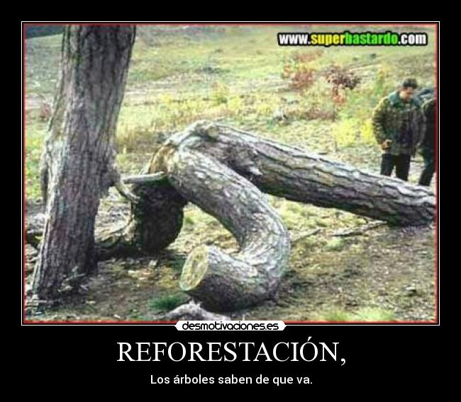 REFORESTACIÓN, - Los árboles saben de que va.
