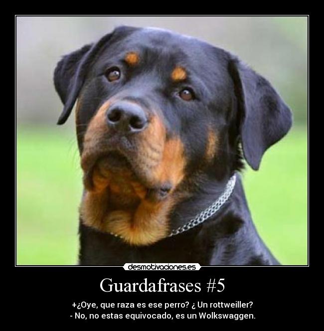 Guardafrases #5 - +¿Oye, que raza es ese perro? ¿ Un rottweiller?
- No, no estas equivocado, es un Wolkswaggen.