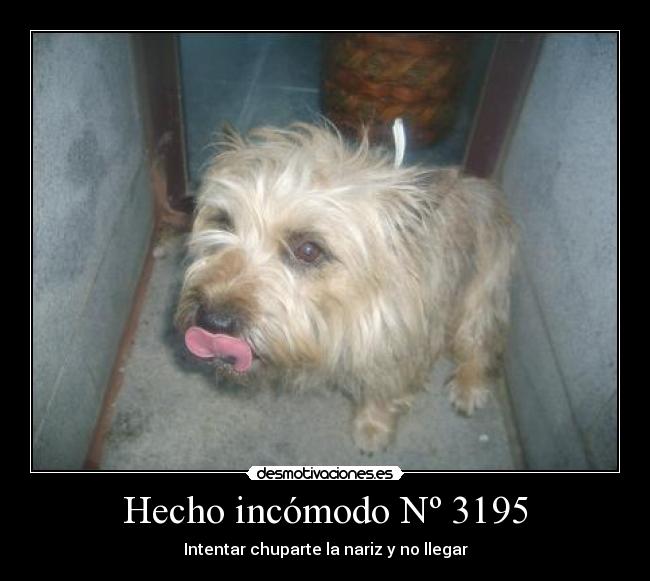 Hecho incómodo Nº 3195 - Intentar chuparte la nariz y no llegar