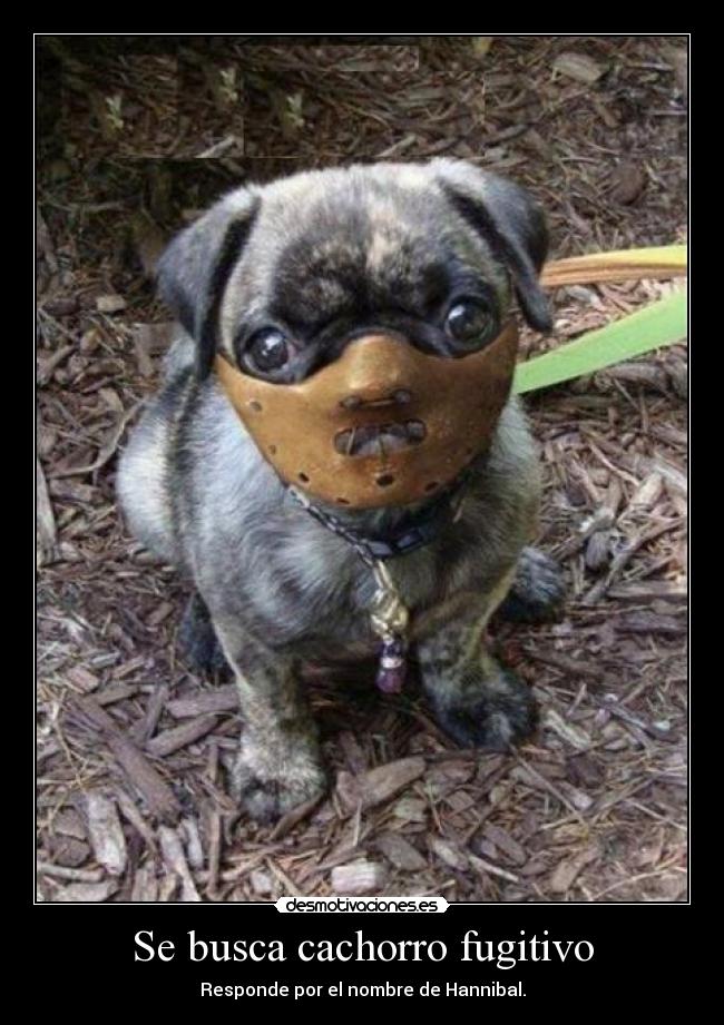 Se busca cachorro fugitivo - Responde por el nombre de Hannibal.