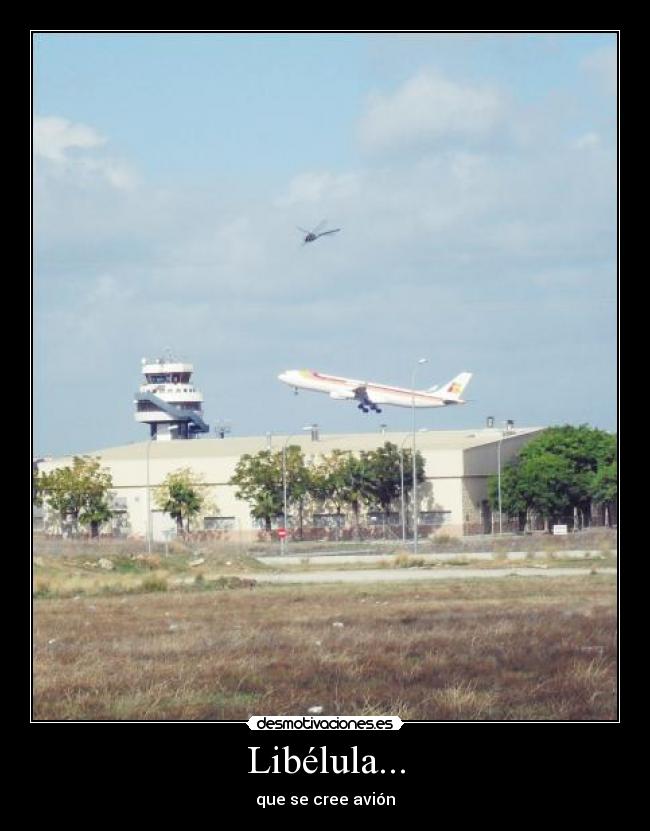 Libélula... -
