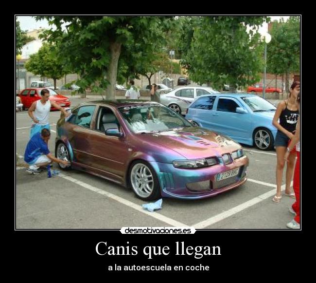 Canis que llegan - a la autoescuela en coche