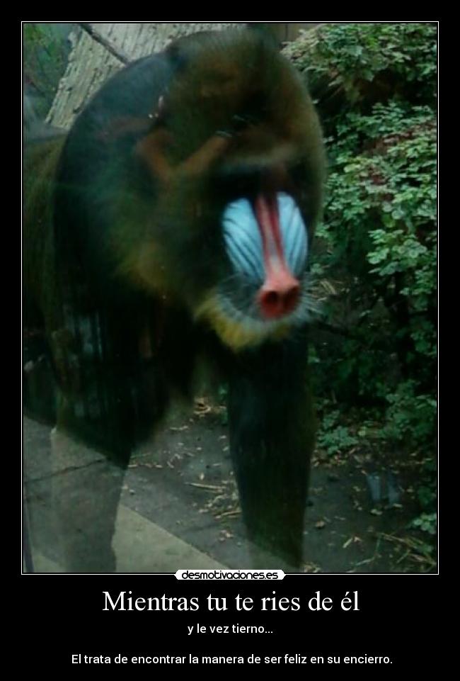 Mientras tu te ries de él - y le vez tierno...

 El trata de encontrar la manera de ser feliz en su encierro.