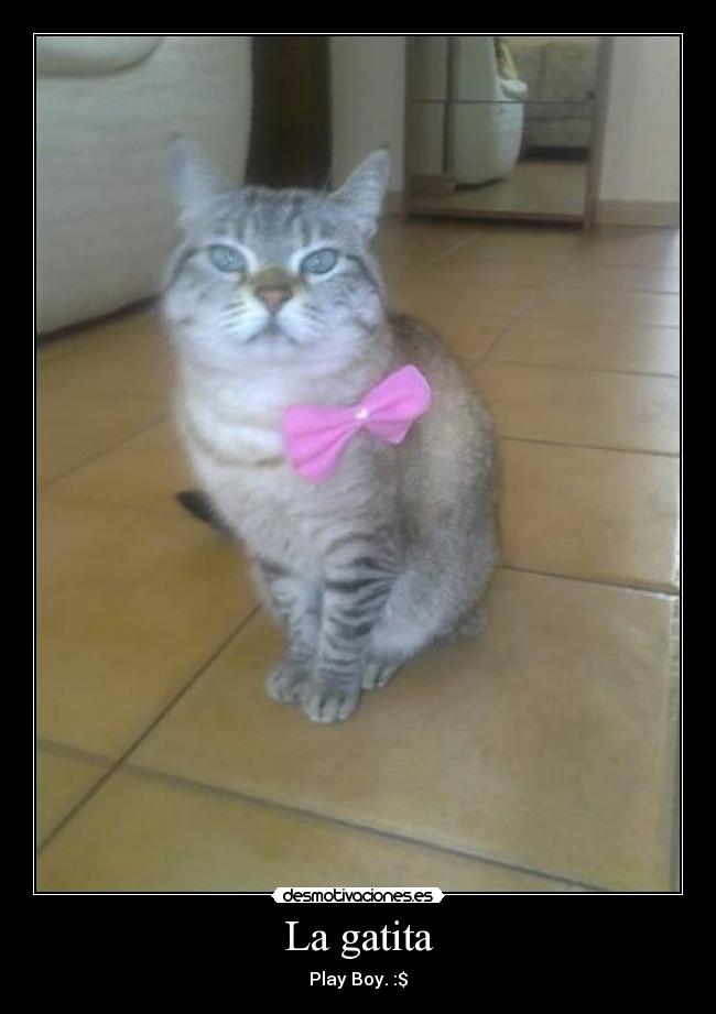 La gatita - Play Boy. :$
