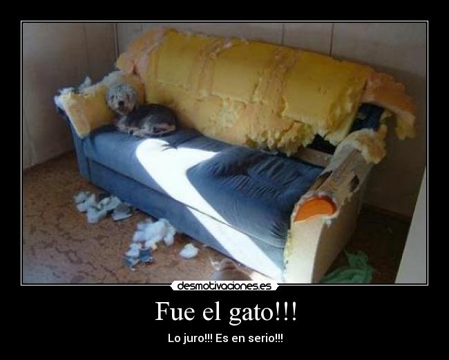 Fue el gato!!! -
