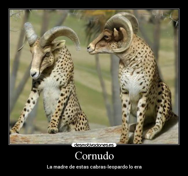 Cornudo - La madre de estas cabras-leopardo lo era