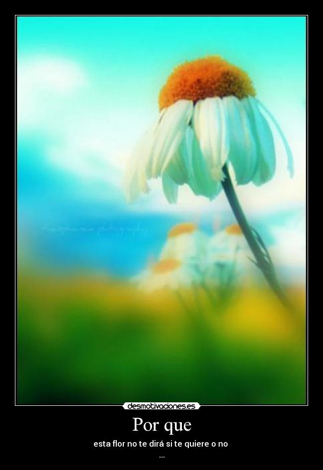 Por que - esta flor no te dirá si te quiere o no
...