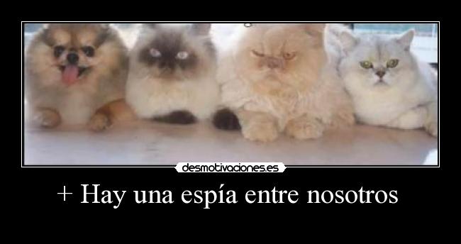 + Hay una espía entre nosotros -