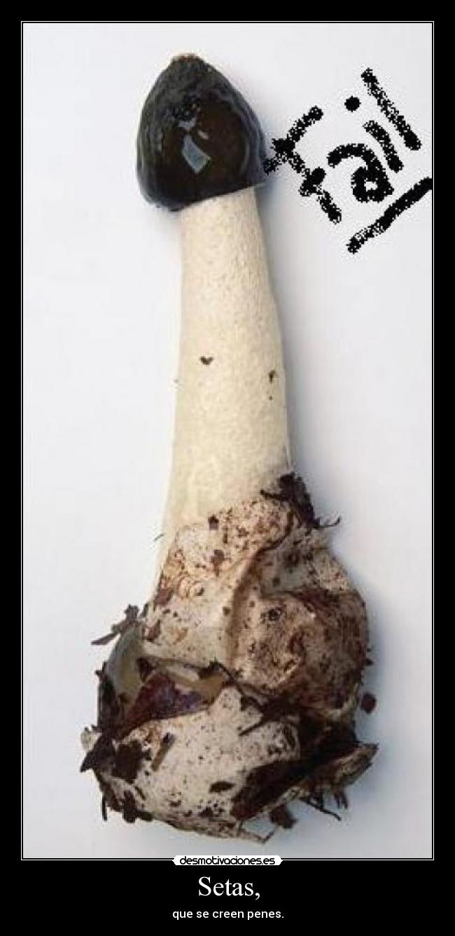 Setas, - que se creen penes.
