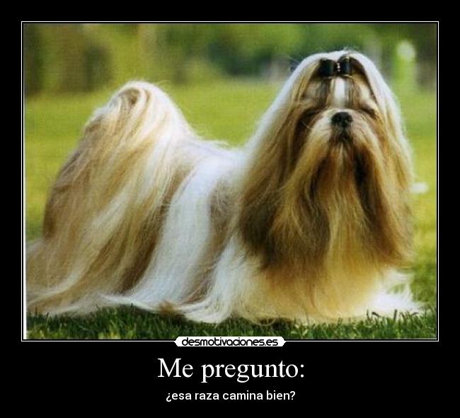 Me pregunto: - ¿esa raza camina bien?