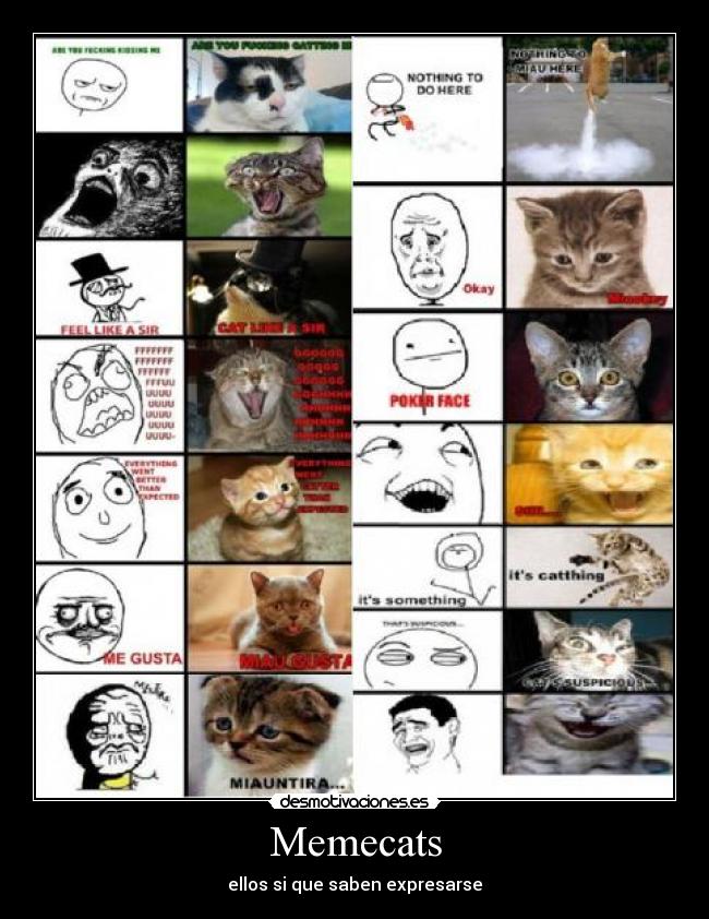 Memecats - 