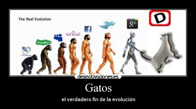 Gatos - el verdadero fin de la evolución