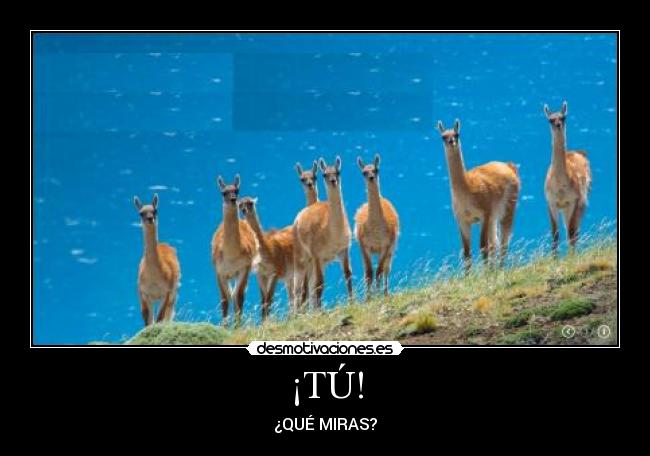 ¡TÚ! - ¿QUÉ MIRAS?