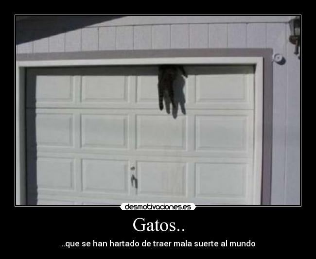 Gatos.. - ..que se han hartado de traer mala suerte al mundo