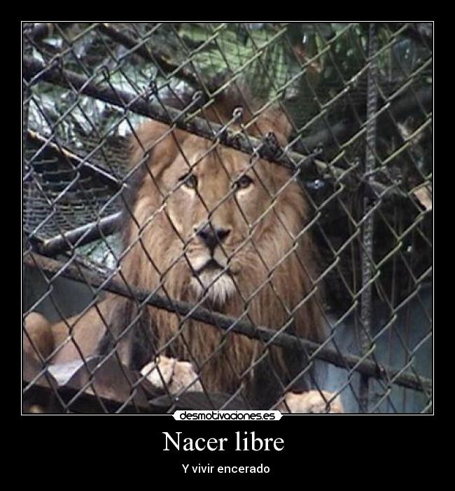 Nacer libre  - Y vivir encerado 
