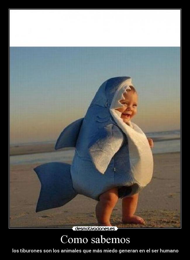 Como sabemos - los tiburones son los animales que más miedo generan en el ser humano
