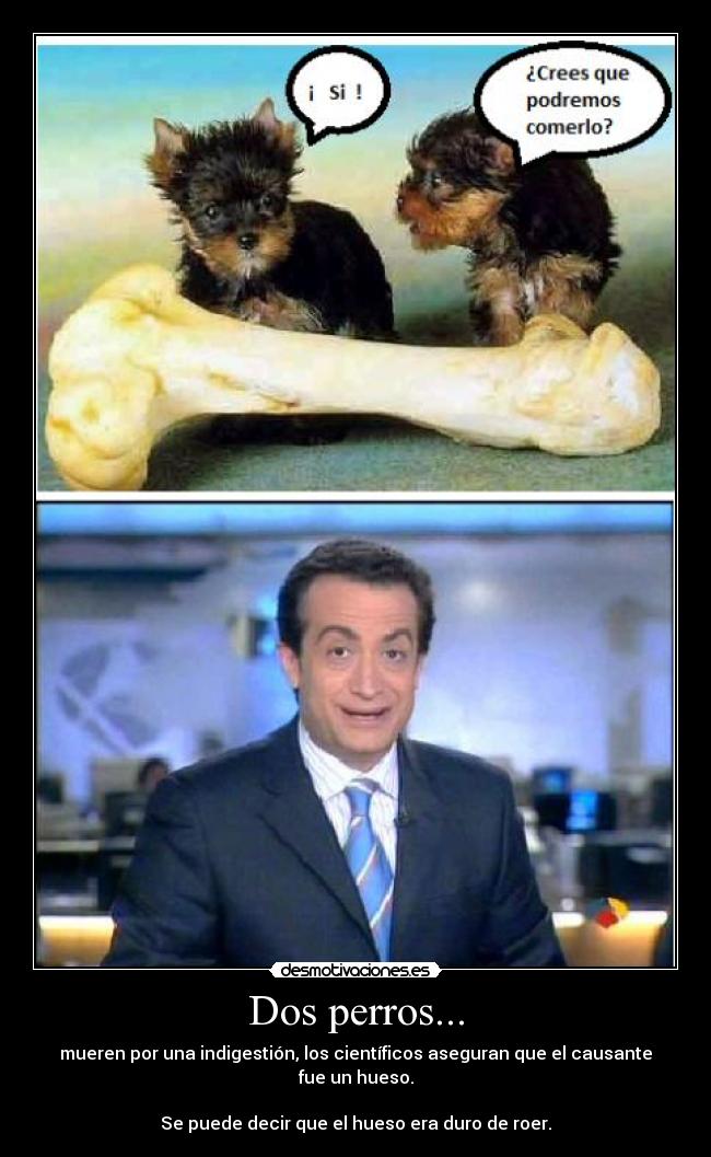 Dos perros... -