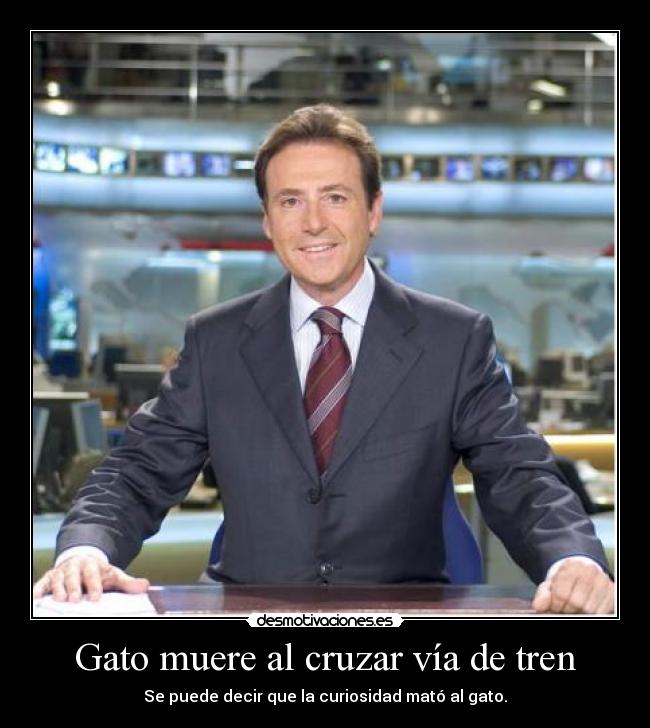 Gato muere al cruzar vía de tren -