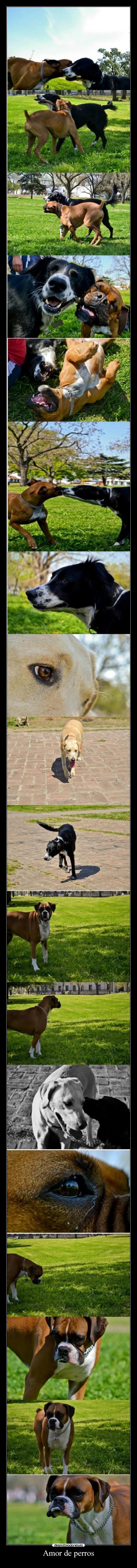 Amor de perros - 