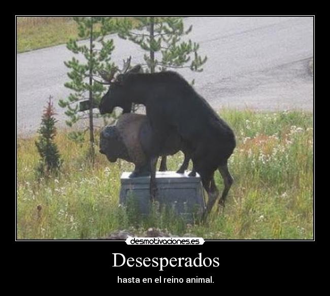 Desesperados -