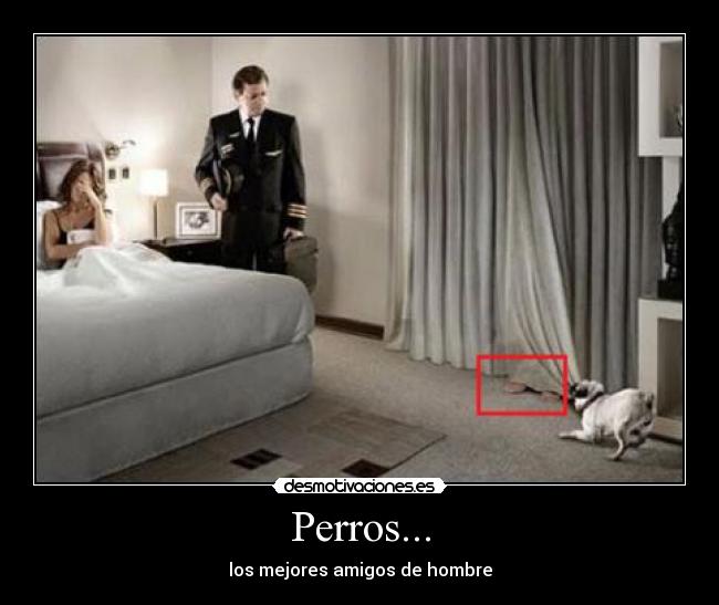 Perros... - los mejores amigos de hombre