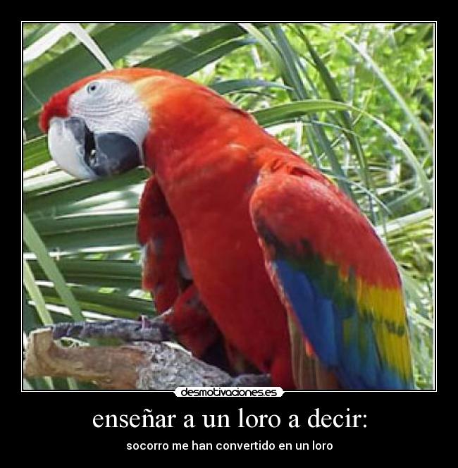 carteles loros desmotivaciones