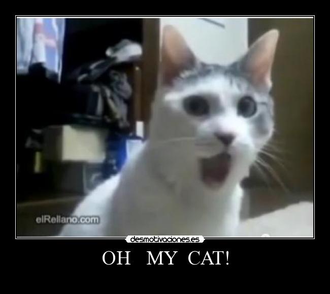 OH MY CAT! -
