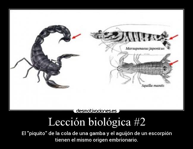 Lección biológica #2 - El piquito de la cola de una gamba y el aguijón de un escorpión
tienen el mismo origen embrionario.