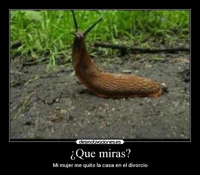 ¿Que miras? - Mi mujer me quito la casa en el divorcio