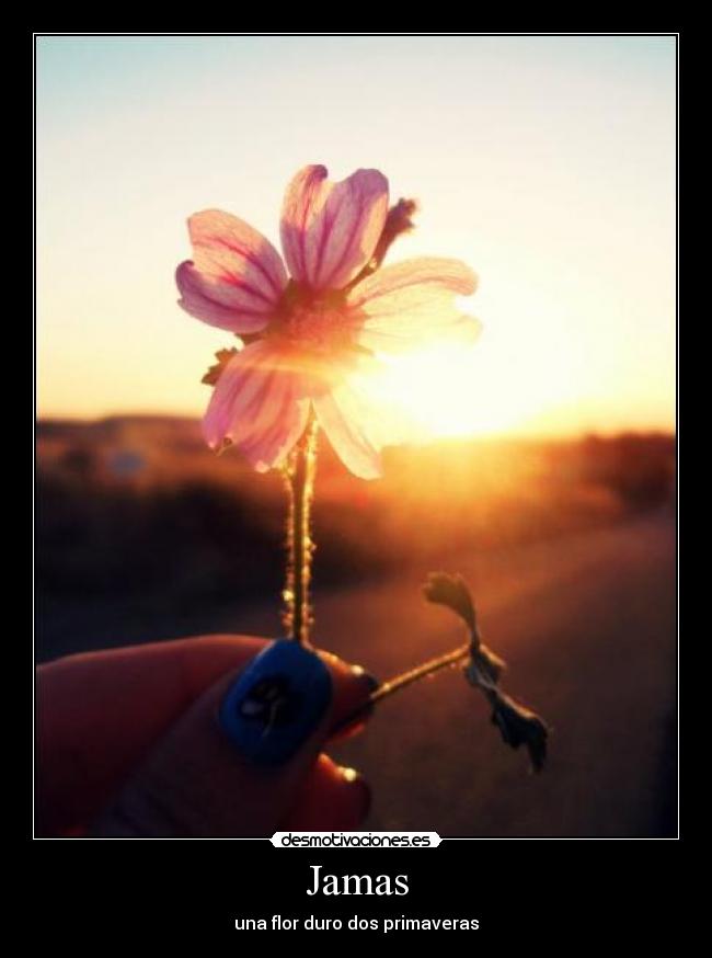 carteles jamas desmotivaciones