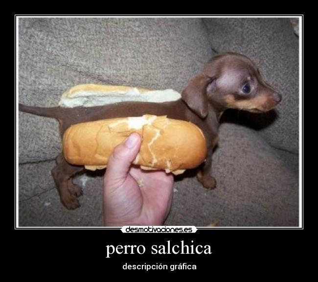 perro salchica - 