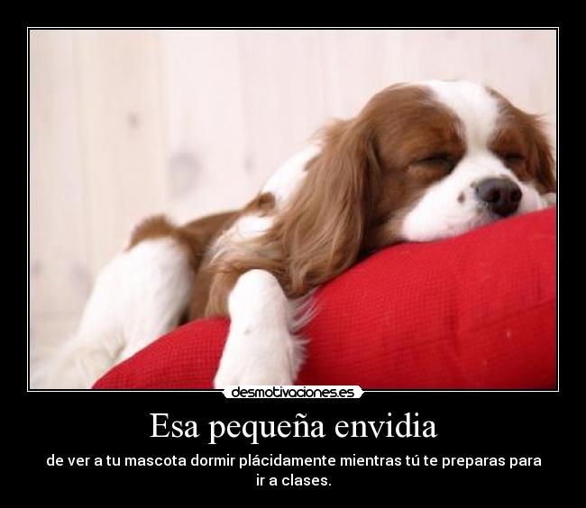 Esa pequeña envidia - 