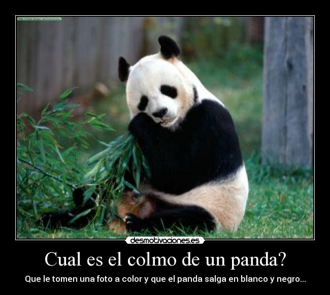 carteles cual colmo panda desmotivaciones