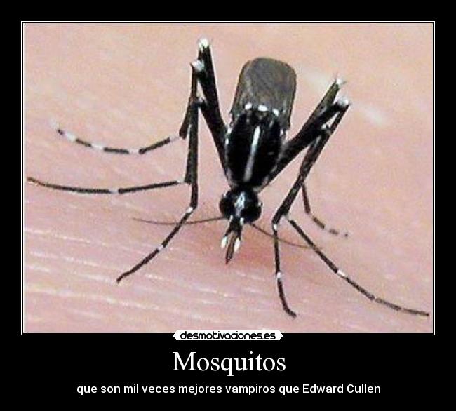 Mosquitos - que son mil veces mejores vampiros que Edward Cullen