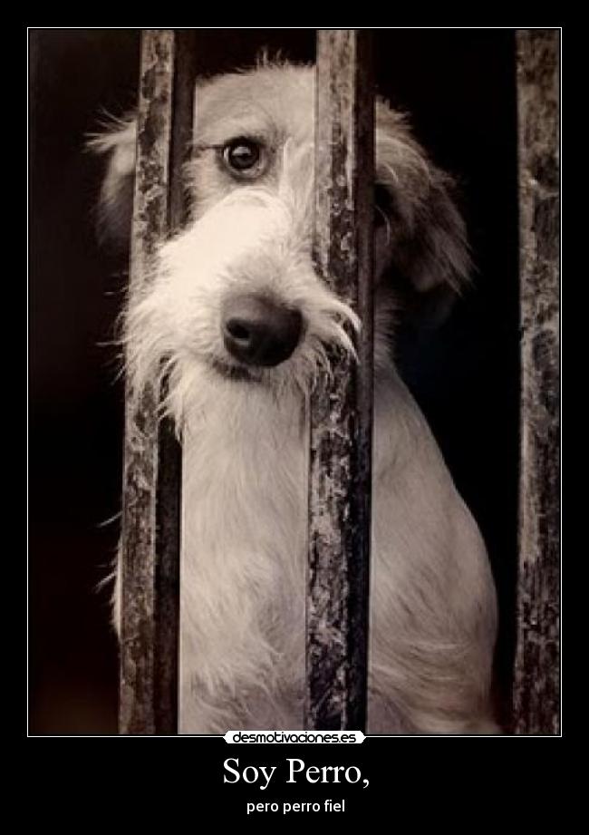 Soy Perro, -