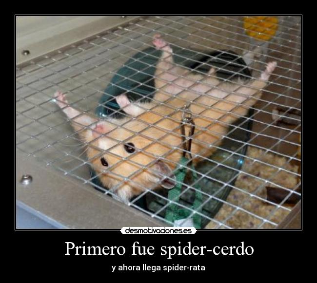 Primero fue spider-cerdo - 