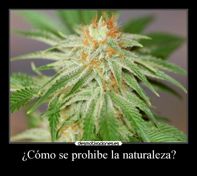 carteles naturaleza thanatos legalizacion desmotivaciones