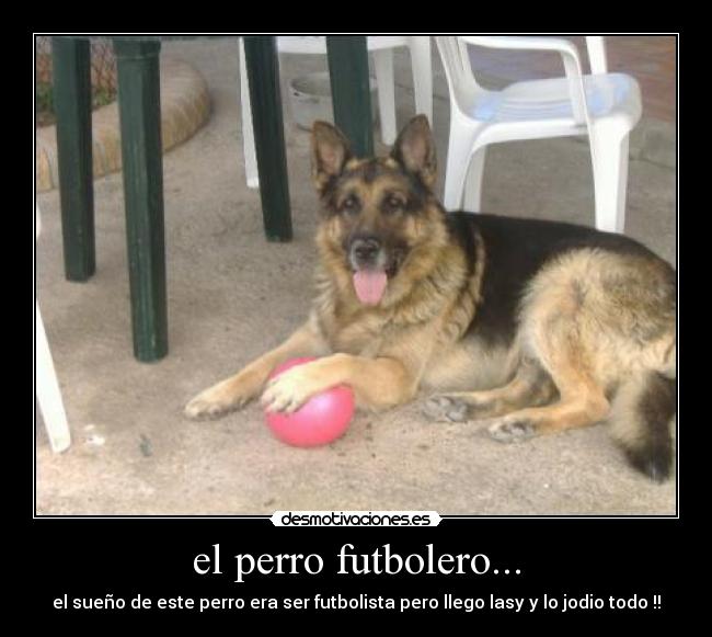el perro futbolero... - el sueño de este perro era ser futbolista pero llego lasy y lo jodio todo !!