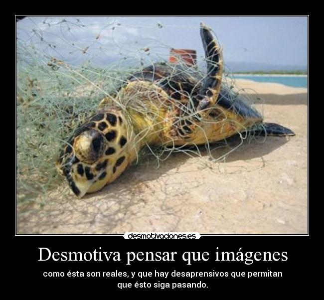 Desmotiva pensar que imágenes - como ésta son reales, y que hay desaprensivos que permitan
que ésto siga pasando.