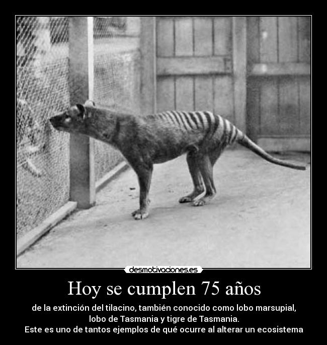 Hoy se cumplen 75 años - de la extinción del tilacino, también conocido como lobo marsupial,
lobo de Tasmania y tigre de Tasmania.
Este es uno de tantos ejemplos de qué ocurre al alterar un ecosistema