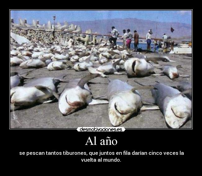 Al año - se pescan tantos tiburones, que juntos en fila darían cinco veces la vuelta al mundo.