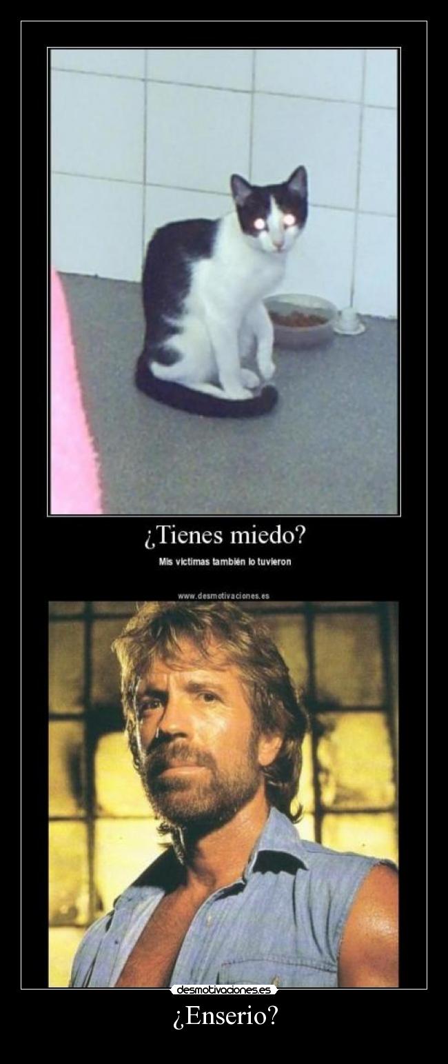 carteles chucknorris enserio gato desmotivaciones