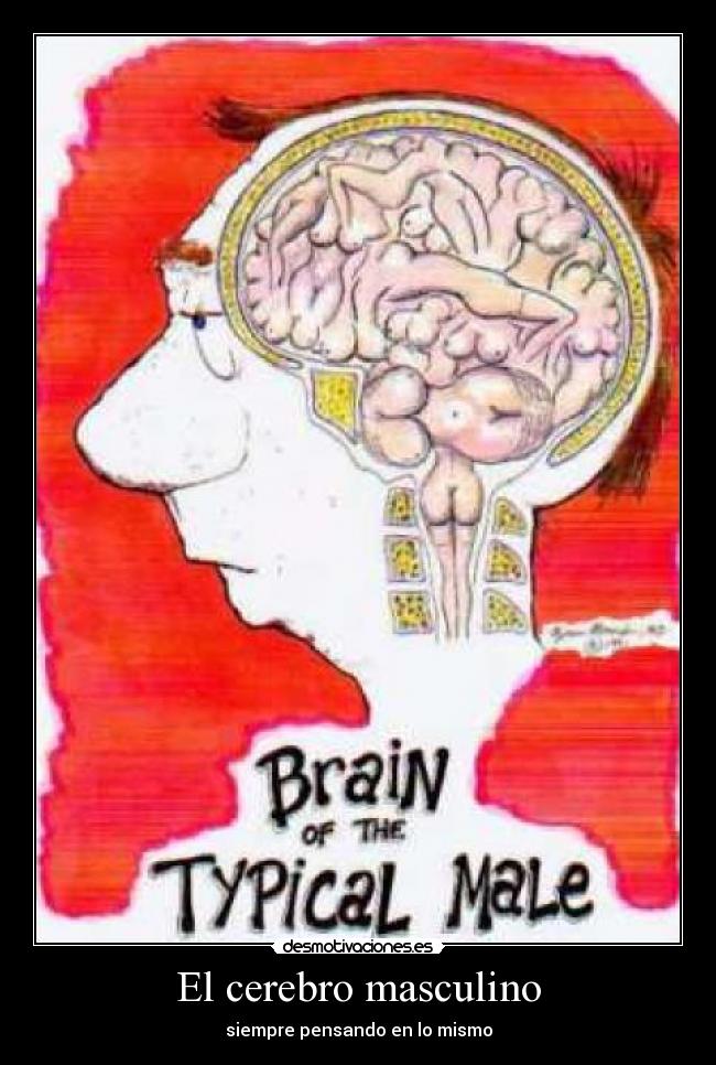 El cerebro masculino - siempre pensando en lo mismo