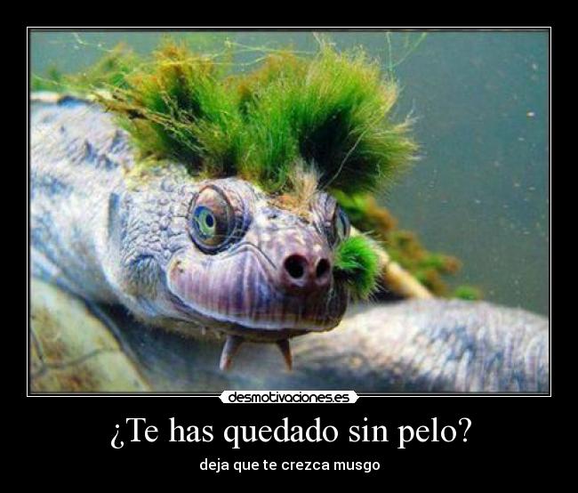 ¿Te has quedado sin pelo? - deja que te crezca musgo