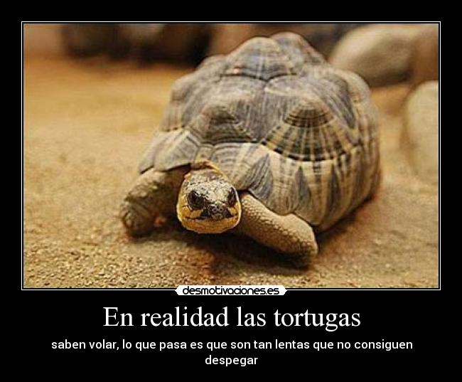 carteles volar lentas realidad tortugas desmotivaciones