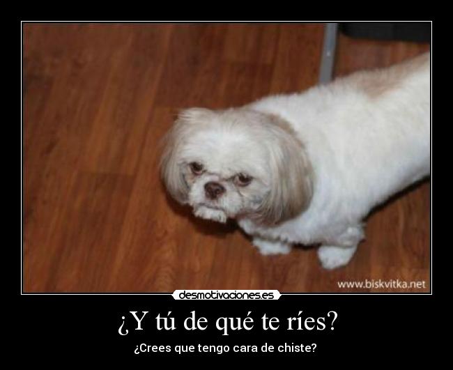¿Y tú de qué te ríes? -