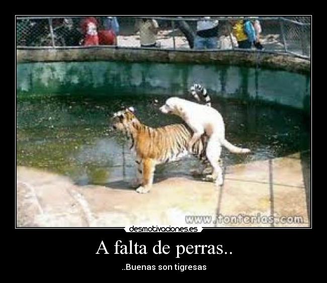 A falta de perras.. - ..Buenas son tigresas
