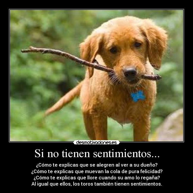 Si no tienen sentimientos... - 