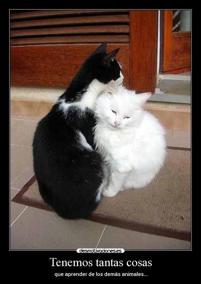 Tenemos tantas cosas - que aprender de los demás animales...