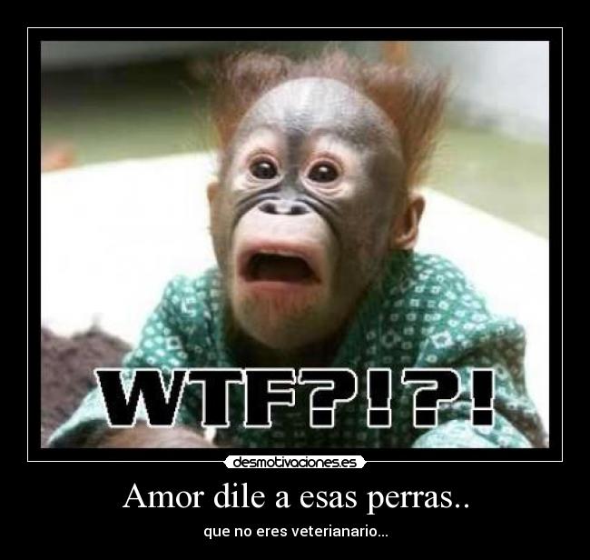 Amor dile a esas perras.. - que no eres veterianario...